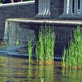 Lily Pond at Nelson A. Rockefeller Park