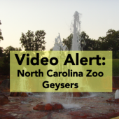 Behind The Scenes: Video of North Carolina Zoo Geysers