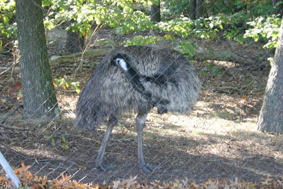 Christina Sturdivant also captured photos of an unexpected type of bird at the BWI Thurgood Airport. This Emu is just one of the many creatures you'll see along the trail.