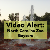 Video North Carolina Zoo Geysers